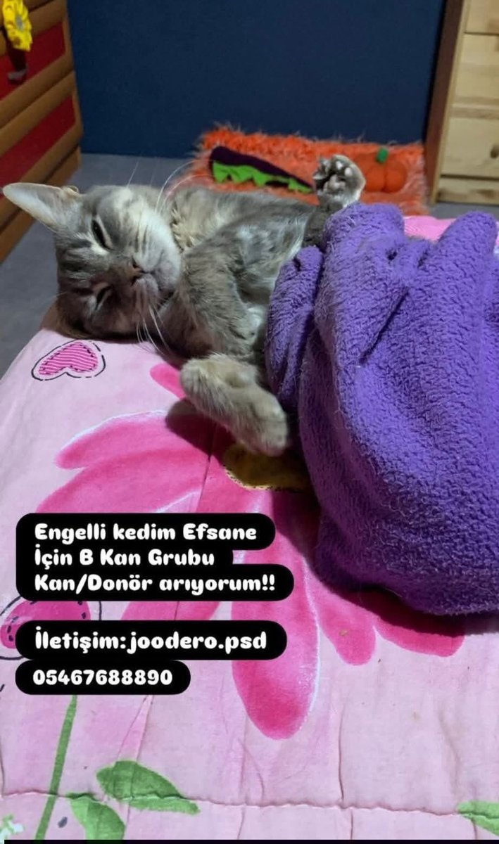 Acil kan aranıyor

Ağır anemi durumu yaşıyor ve b grubu kedi kanına ihtiyaçları var. Corona, lösemi geçmişi olmayan, kan vermeye uygun kedinin genç,sağlıklı, viral hastalığı olmayan 4-5kg civarında olması gerekli.