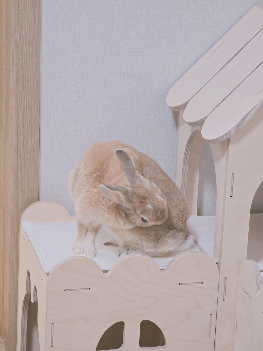 아기토끼 푸딩이 tweet media