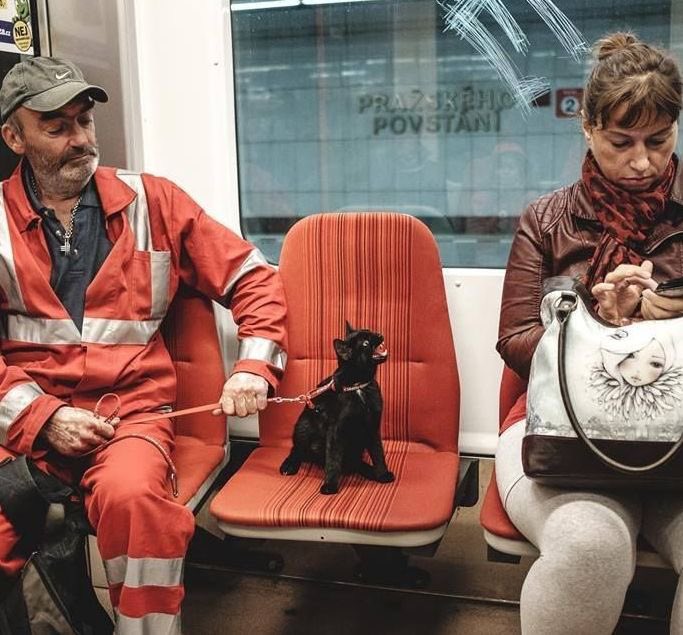 ExplorerMoment's tweet image. A cat in Prague Metro – Czech Republic