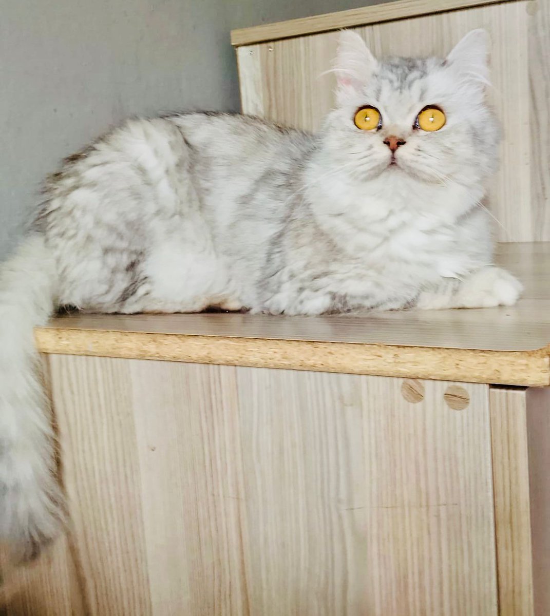 1 yaşında, dişi, Silver British Longhair cins, yeni kısırlaştı. Üretici elinden kurtardık. Hamileydi. Bebekleri doğdu. Sağlıklı, veteriner kontrollü, aşılı, çok uysal ama tek kedi olmalı. 
Bayrampaşa. 
Deniz Yurtseven: 05366633888