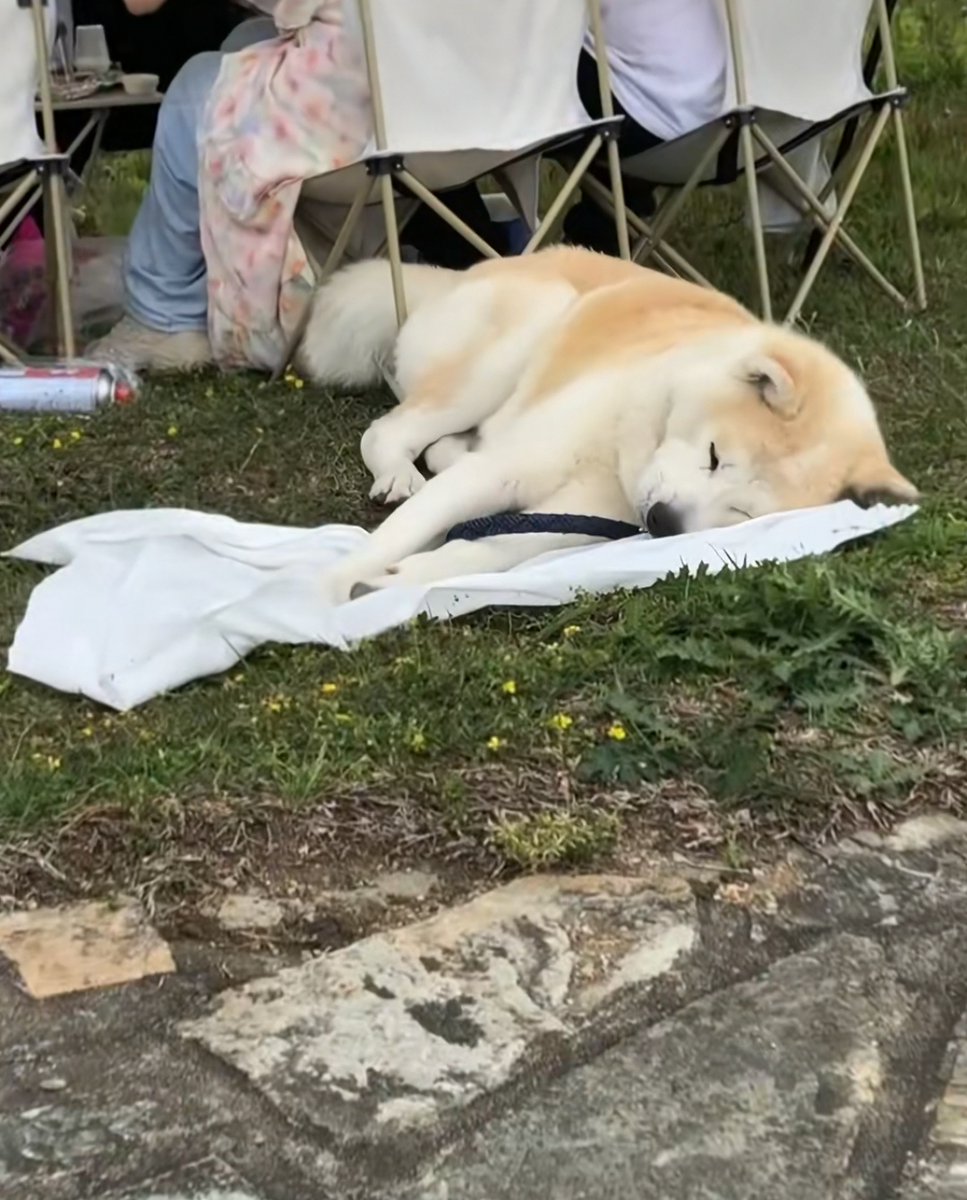 Mohand90507377's tweet image. "Home isn’t four walls—it’s a wet nose u0026 a wagging tail.  #PetLove #HomeWithPets"