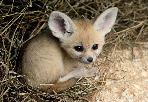 FennecEveryHr tweet picture