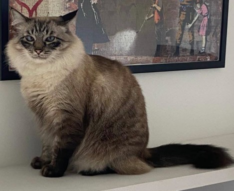 MissingTarn81's tweet image. 10.02.26 #ESPAGNE Suite à un vol de camping-car (ER937VK) à Sitgès : Le chat, gris/beige/tigré, poils mi-longs, "Naruto", pucé, était dedans. Les propriétaires sont français. #chat #recherché #perdu