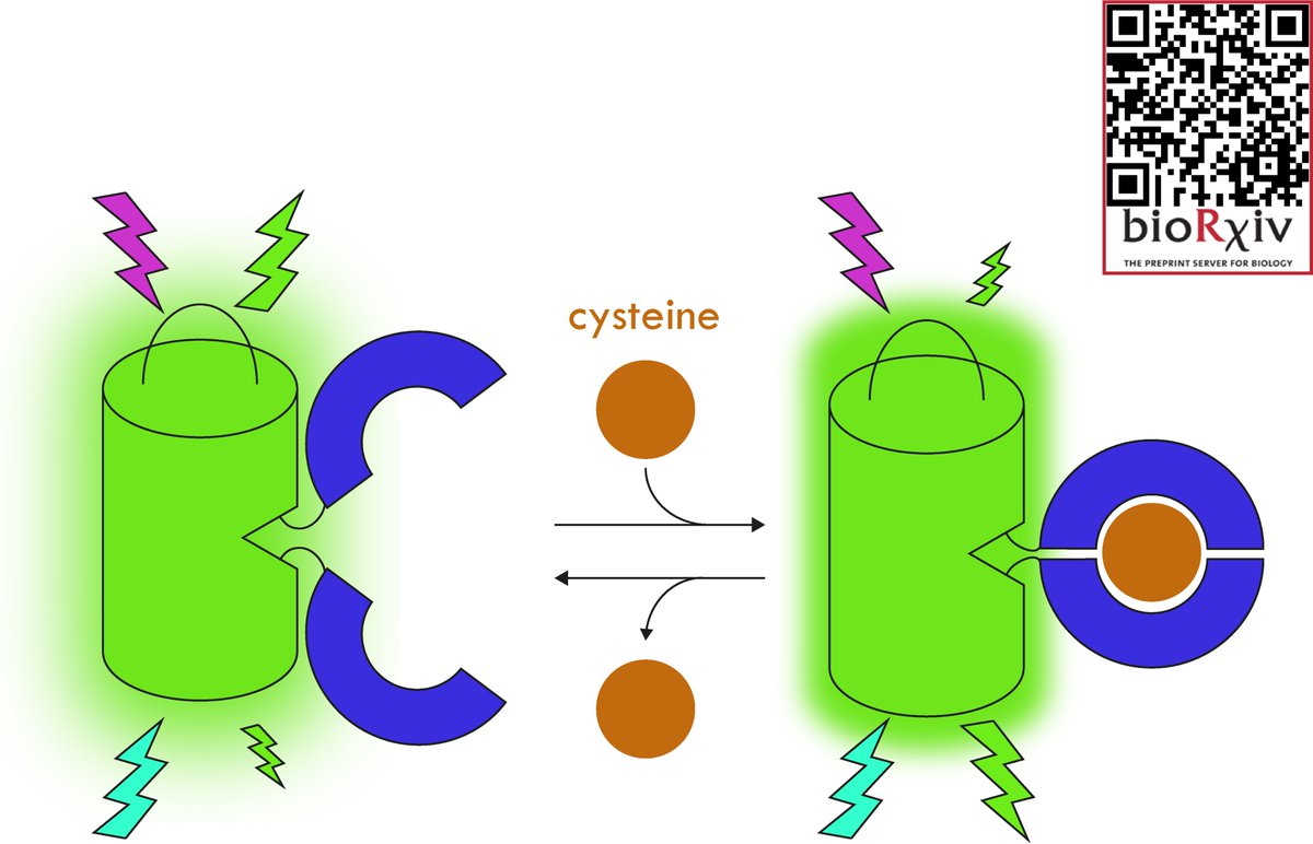 Brandán Pedre tweet media