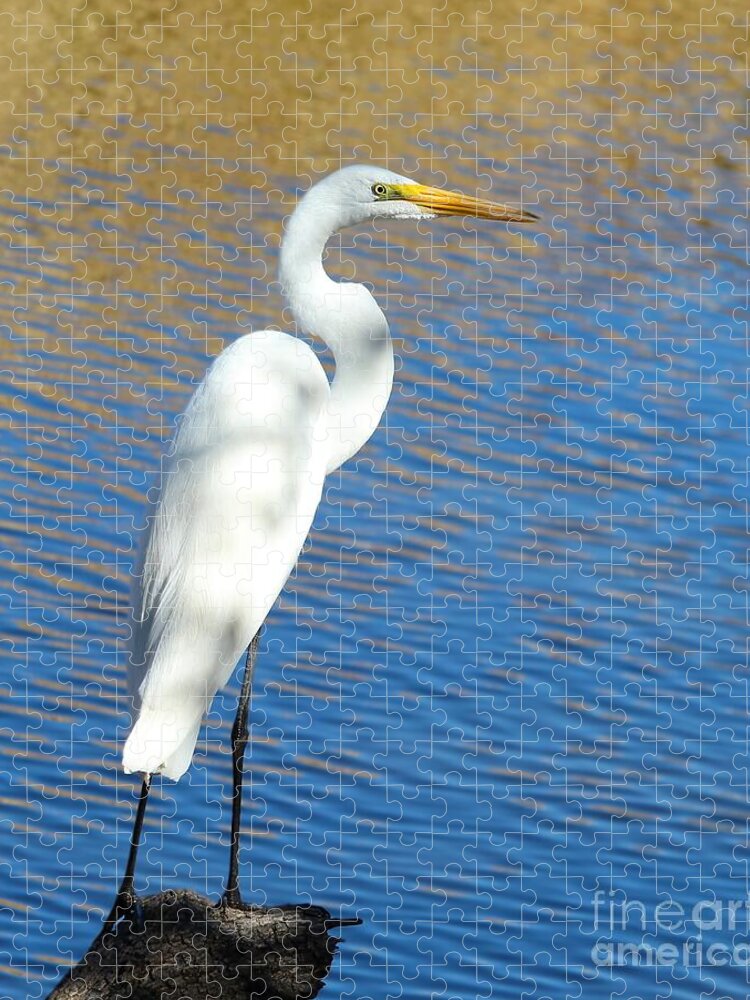 JoanneCarey64's tweet image. "Graceful Egret by the Water" #jigsawpuzzle 💙
#birdphotography #greatwhiteegret #wadingbirds #puzzle #water #reflection #nature #gifts 

You'll find this lovely image in the Our Feathered Friends collection in my shop 3-joanne-carey.pixels.com