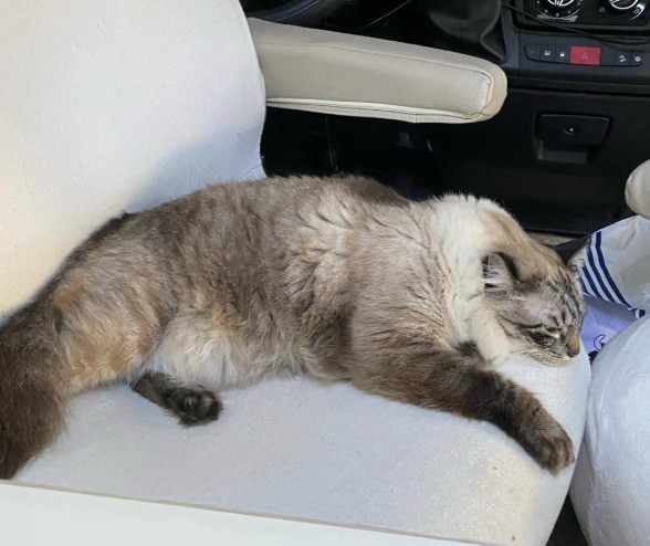 MissingTarn81's tweet image. 10.02.26 #ESPAGNE Suite à un vol de camping-car (ER937VK) à Sitgès : Le chat, gris/beige/tigré, poils mi-longs, "Naruto", pucé, était dedans. Les propriétaires sont français. #chat #recherché #perdu