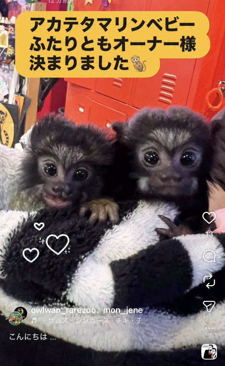 珍しい動物、展示&販売 Rarezoo(レアズー)OWL☆WAN (アウルワン