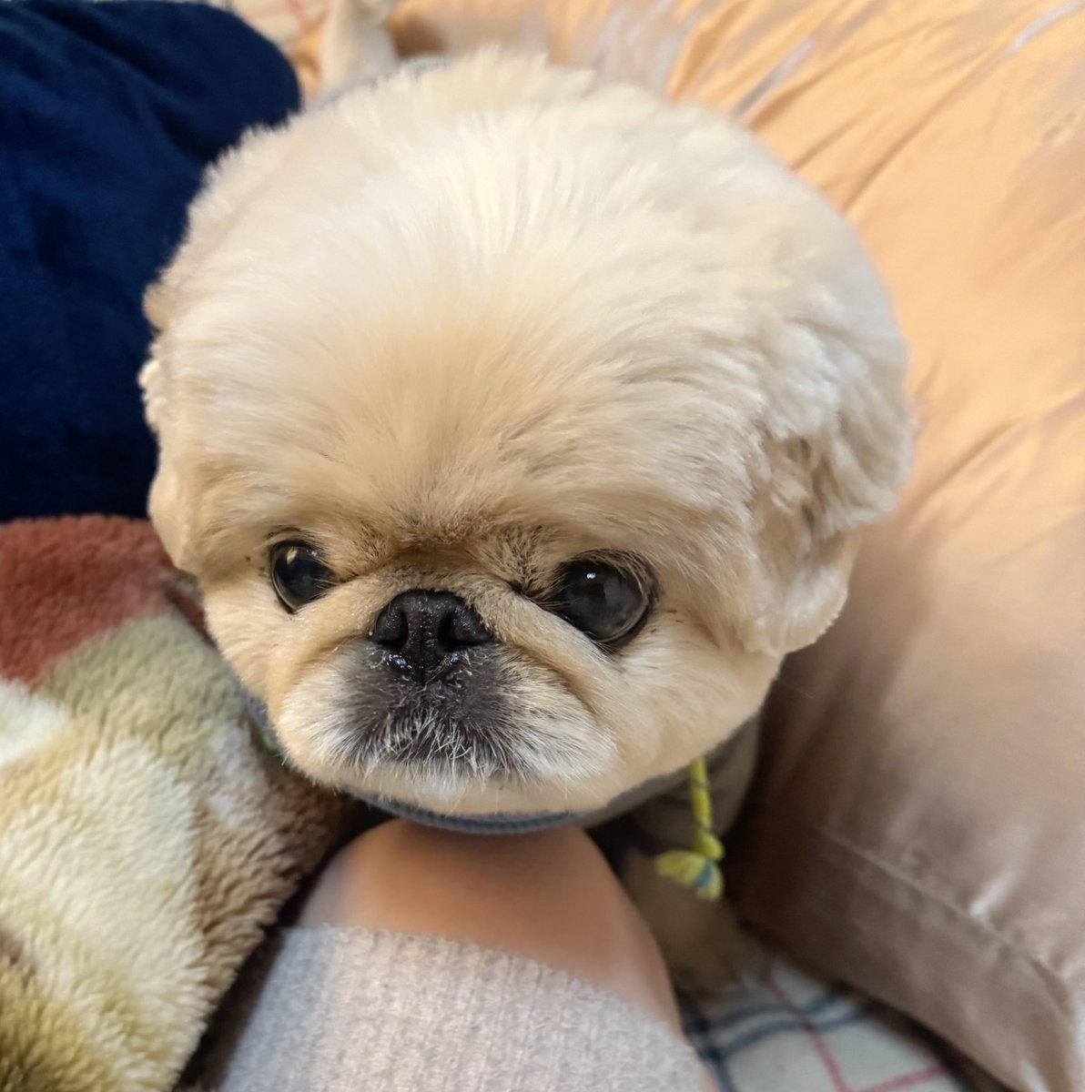 めるも「ボク うぃん、弟はエア 妹はエイル よろしくね