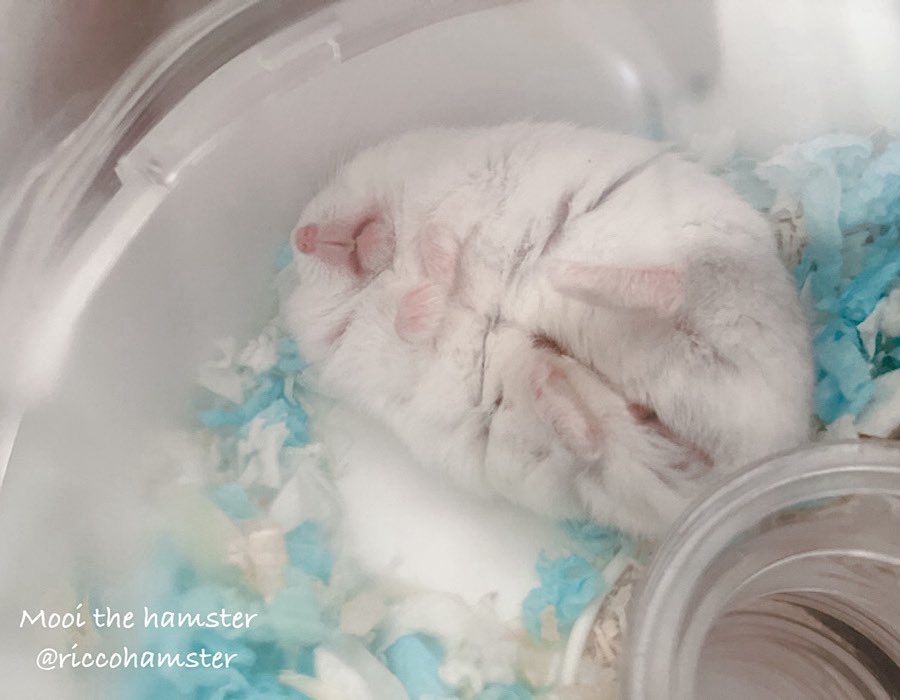 野生を忘れたハムスター。
 #ハムスター #mooi