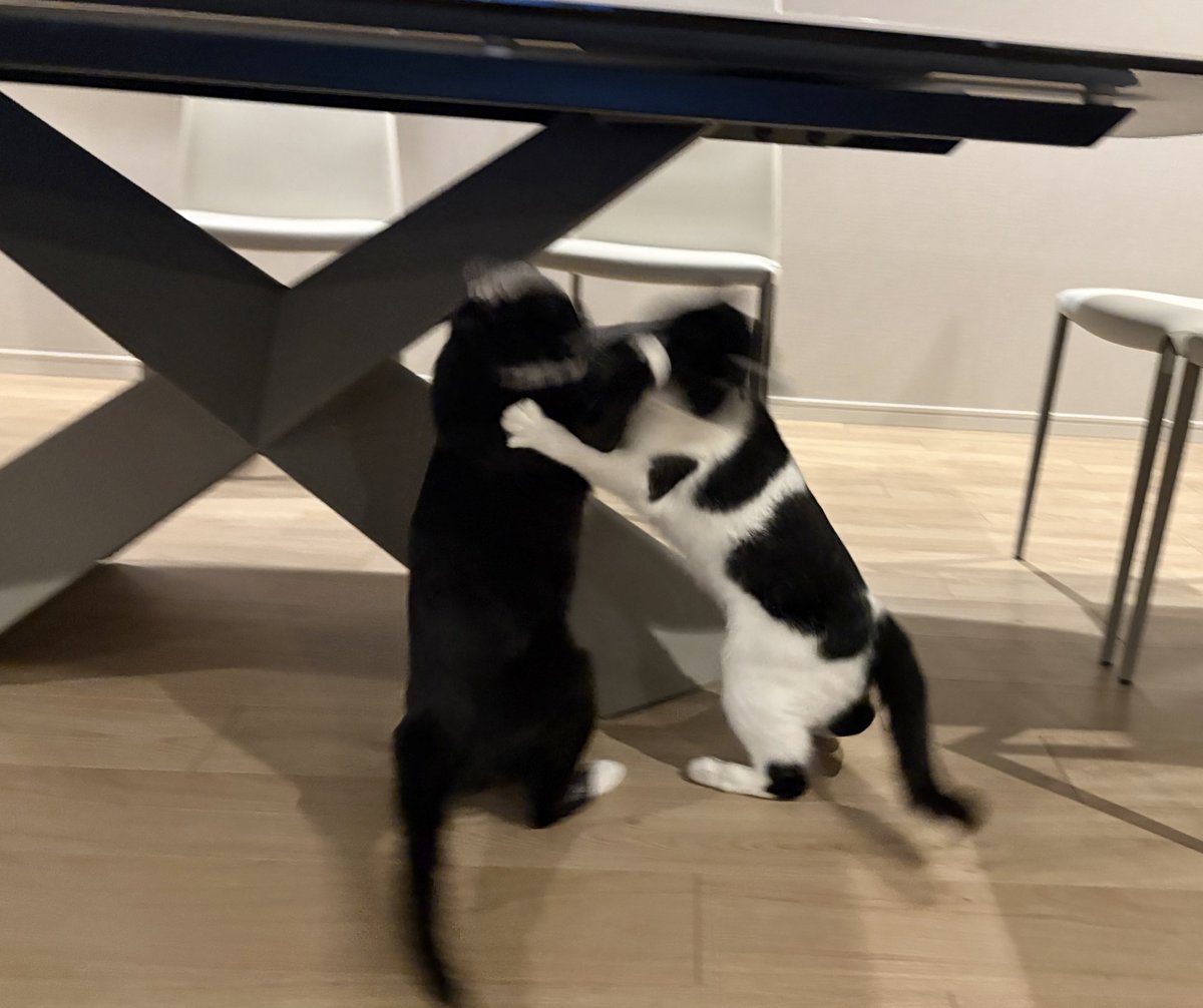 毎度お腹すいたら謎に始まるプロレスどうにかならんかなー