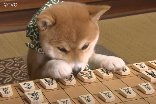 テンッ
クン…
youtu.be/7-Tqb9ERAyw
＃豆助
＃柴犬