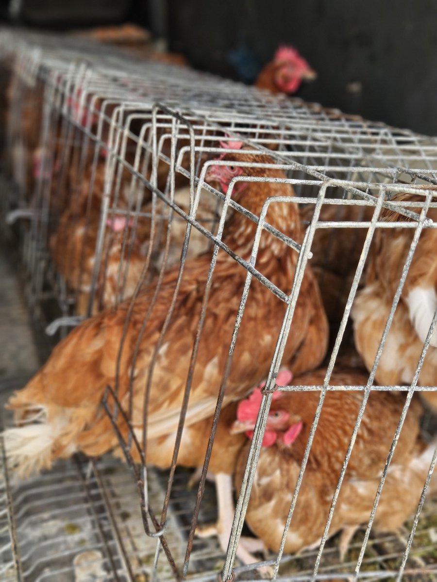 oskidobanoko's tweet image. Zilipo bana bamulungu