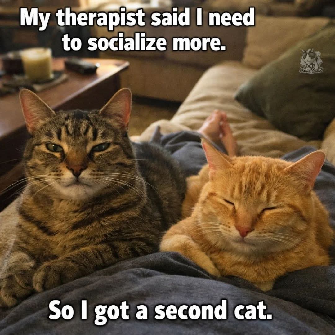 snotzthecat's tweet image. 