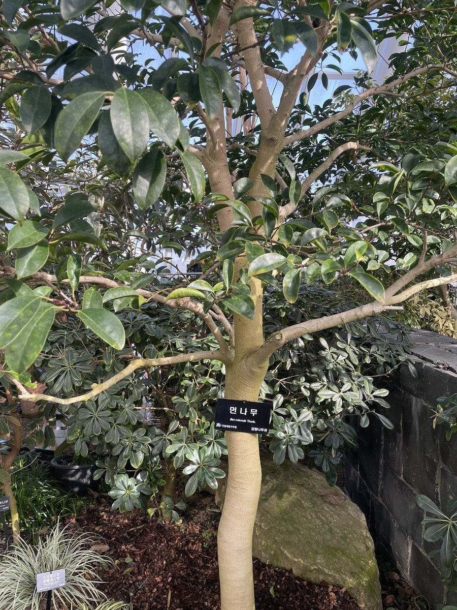이게 먼나무?