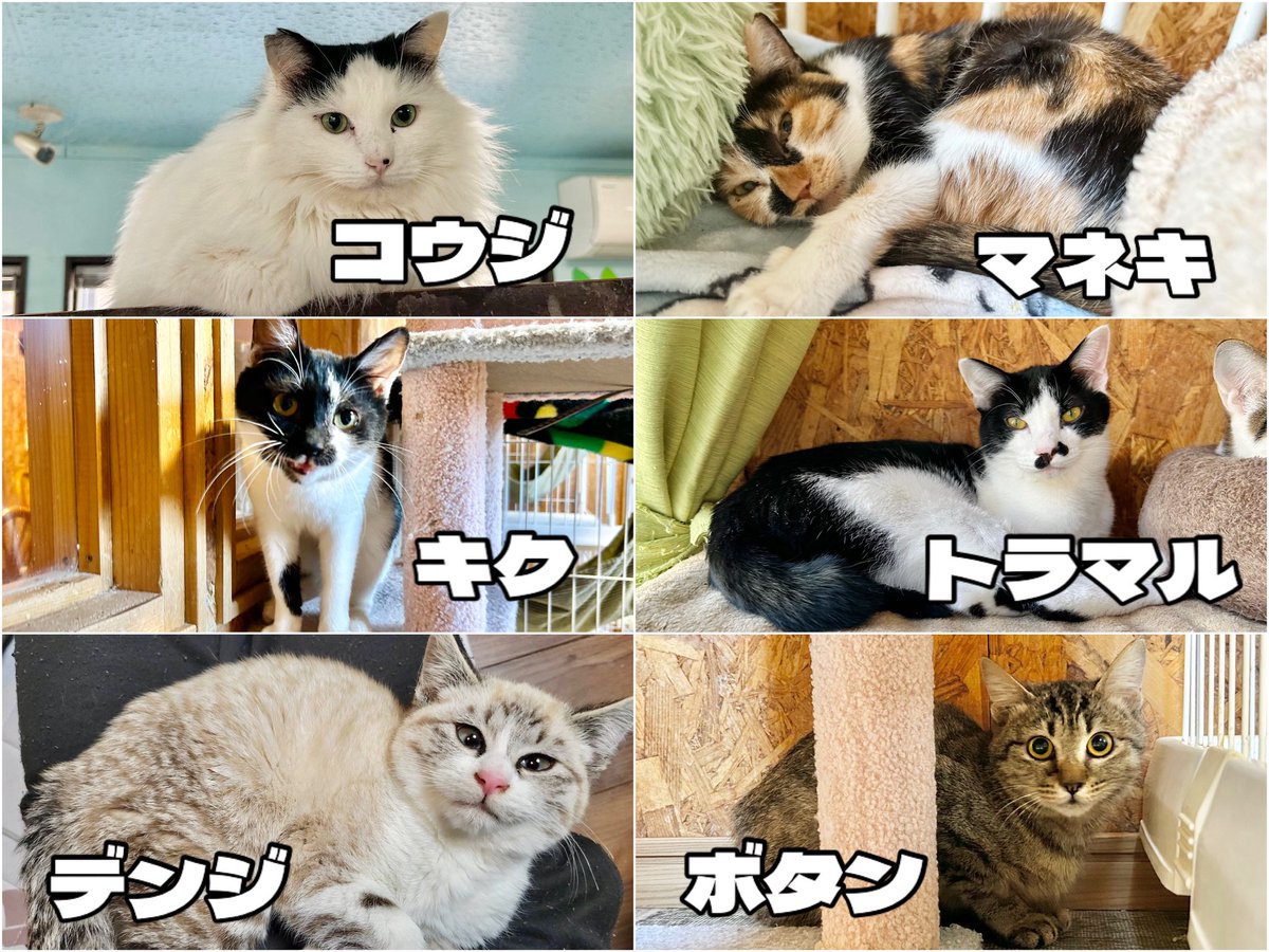 里親さん決定 】 ・トラマルくん ・マネキちゃん ・コウジくん ・キク 