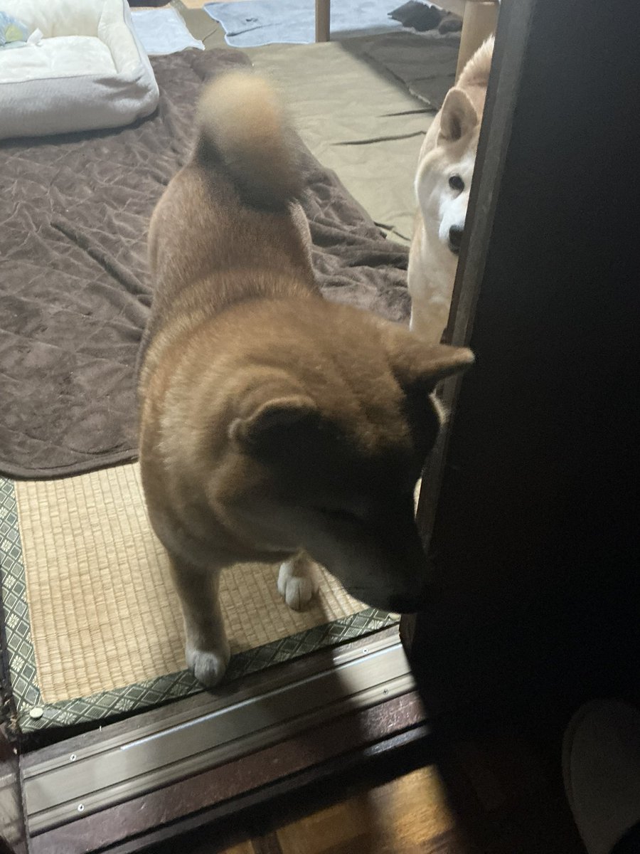 こぼん (@niconico_cobon) / Posts / X