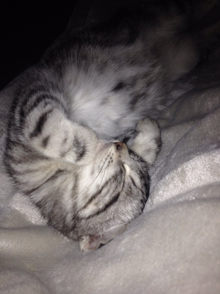 Kenavou des ✨ #FamilyForever (et un peu Ziggy ♂) tweet media