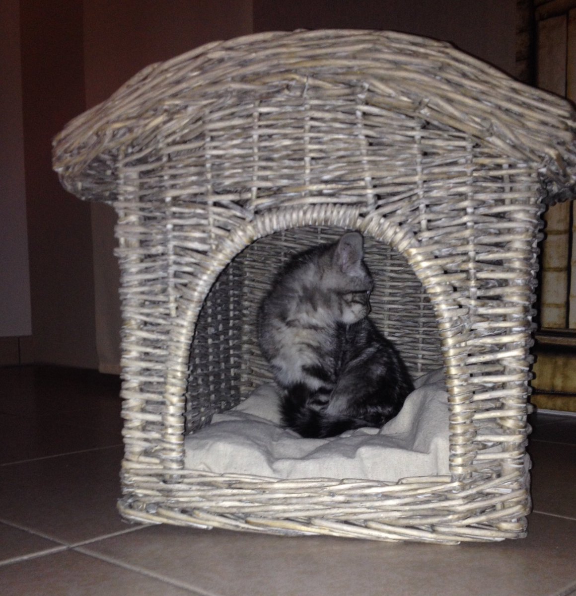 Kenavou des ✨ #FamilyForever (et un peu Ziggy ♂) tweet media