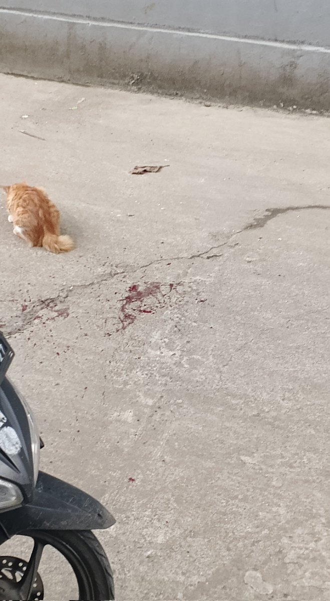 Buat semua orang kalo nabrak kucing tanya punya siapa dan minta maaf,bukannya malah kucingnya di taro ban motor gua itu kucing emak gua sampe nangis, kasian ajg. gua ga akan maafin kalo gini.