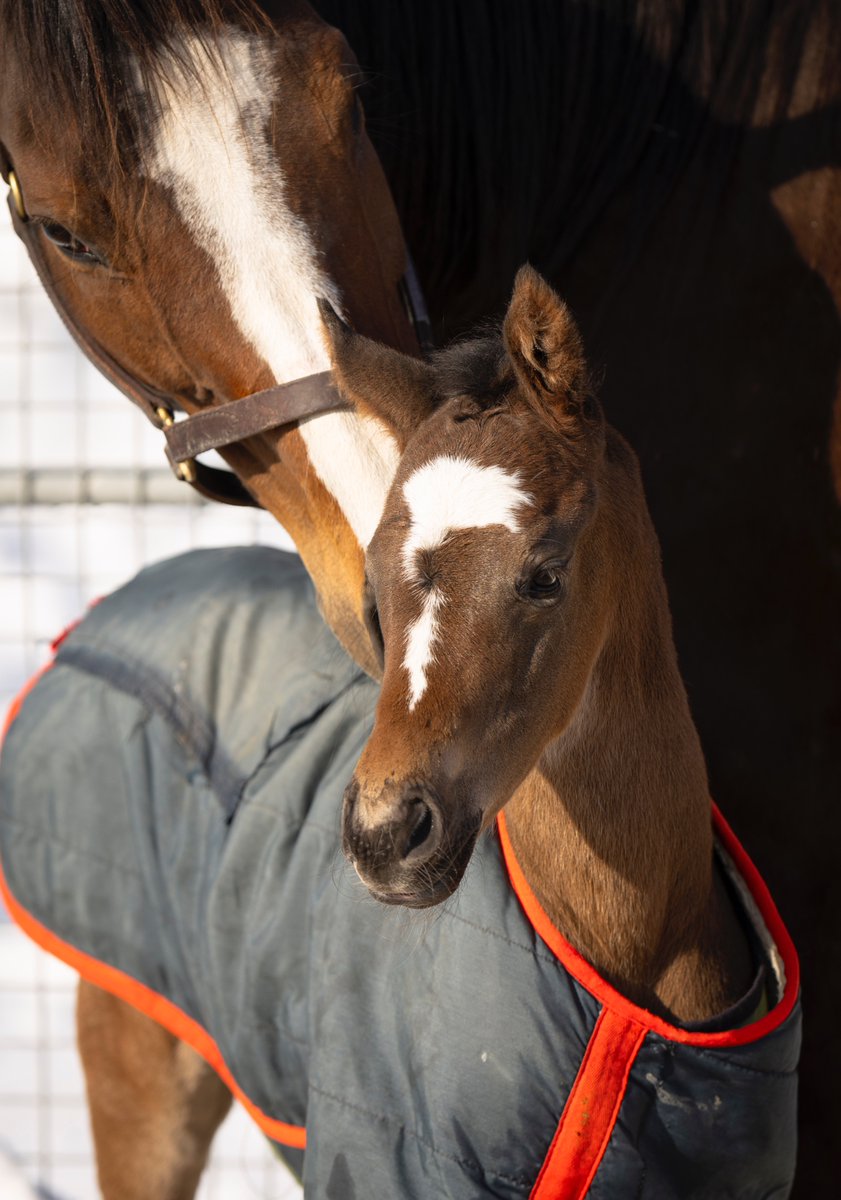 たまこ (@egg24k) / Posts / X