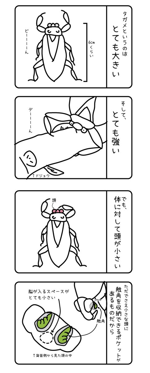 toyotahotarum's tweet image. ６．そんなタガメがとても好き