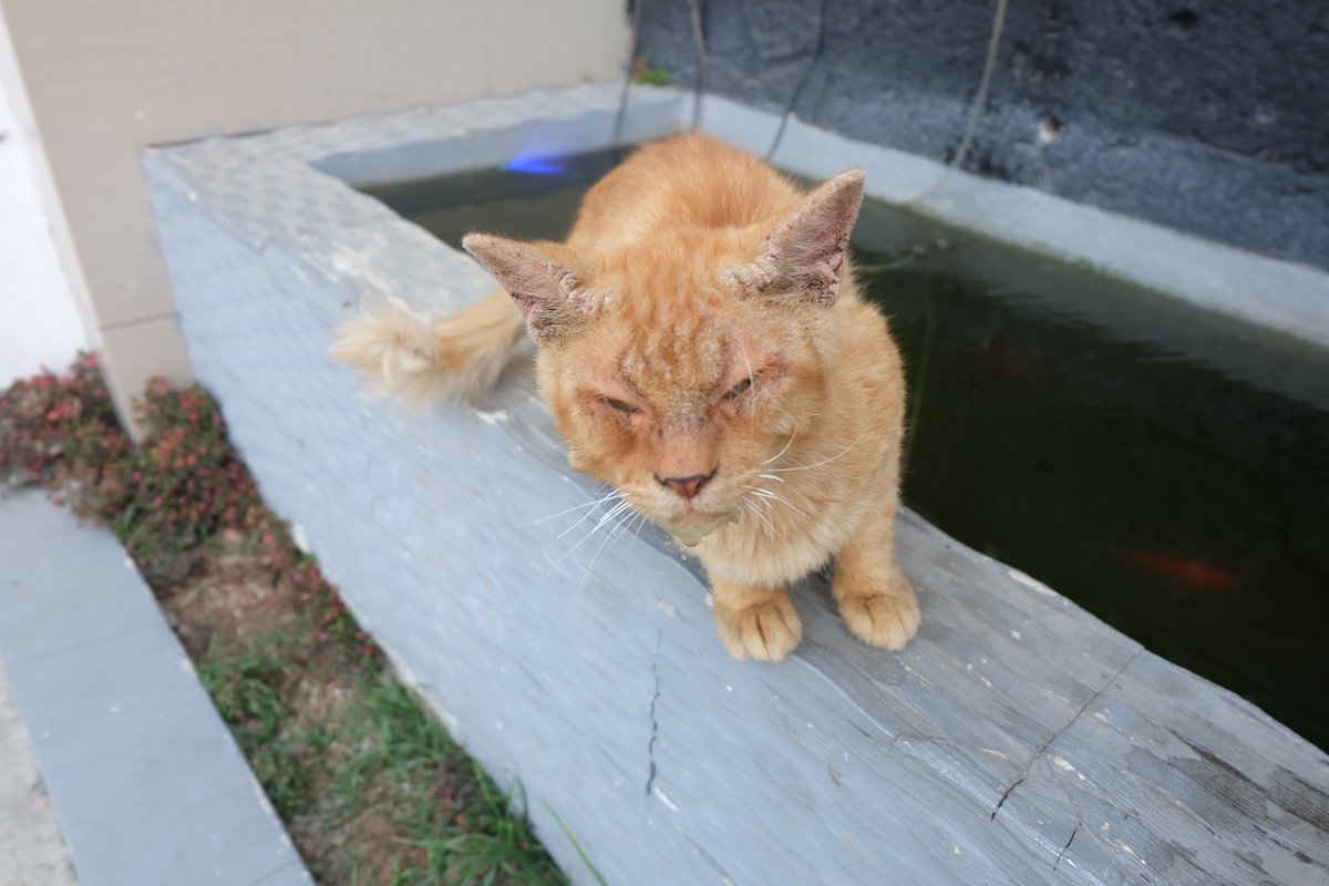 catonlythoughts's tweet image. Onlycats