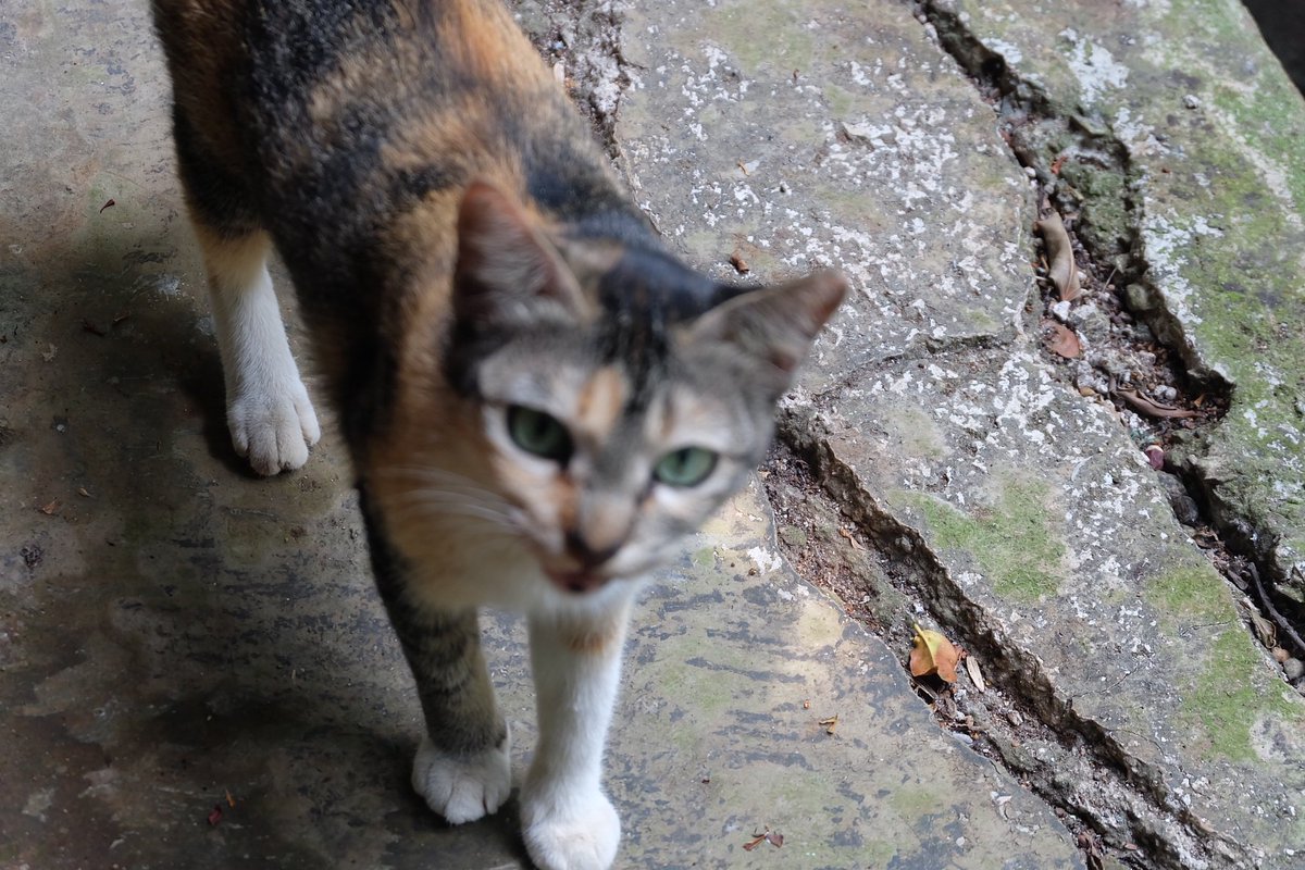 catonlythoughts's tweet image. Onlycats