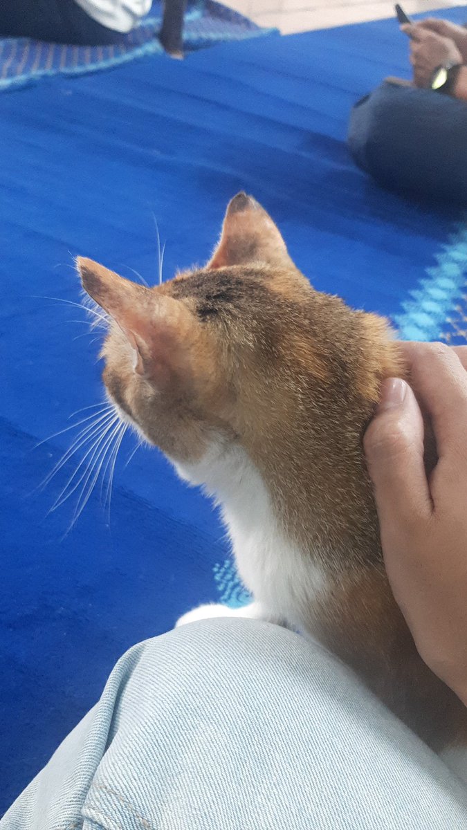 catonlythoughts's tweet image. Onlycats