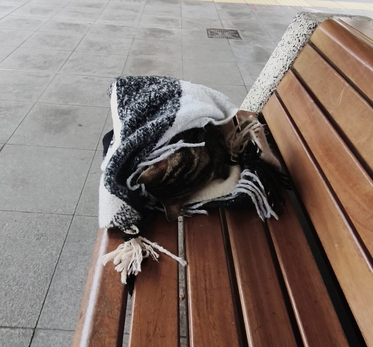 Bir hayvan sever, atkısını feda ederek, soğuktan üşümesin diye, kedinin birini sarmış, Marmaray durağında bırakmış olması ne güzel😻#KediDostları