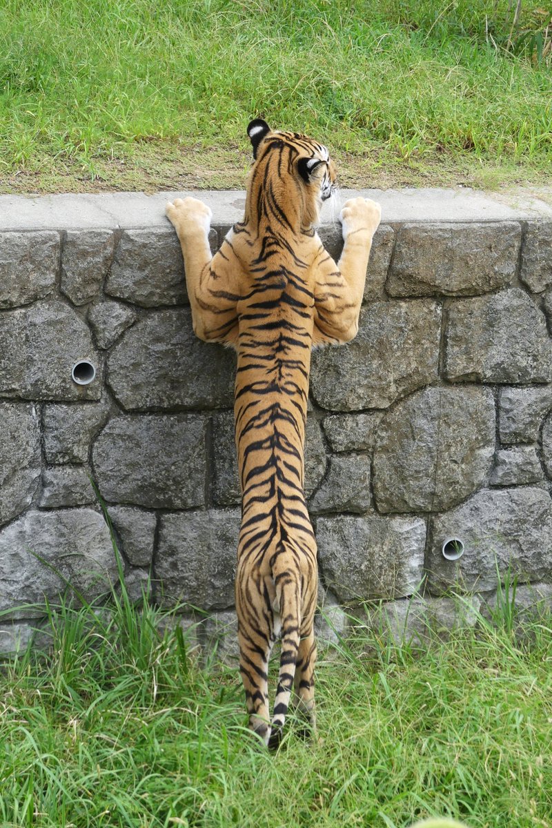 長いショウヘイ