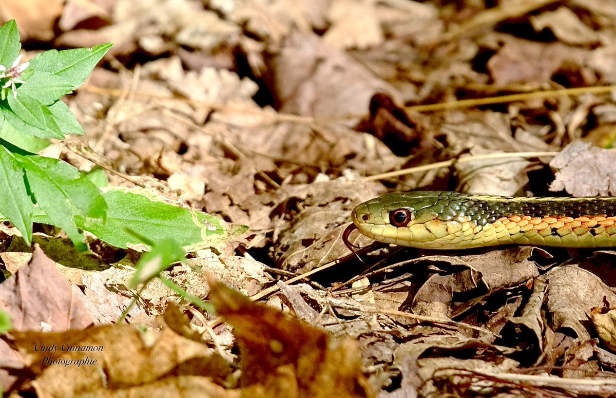 Raconte moi la fois où quelqu’un de ton entourage a été serpent avec toi 🐍

Cindy Cinnamon Photographie
CindyCinnamon.com
Fujifilm X-T50
Sigma 100-400mm
ISO 2000 - 600mm - F6,3 - 1/1000

#XT50 #Sigma #Nature #WildLife #Snake #Couleuve #Serpent #Reptile #Quebec #Canada