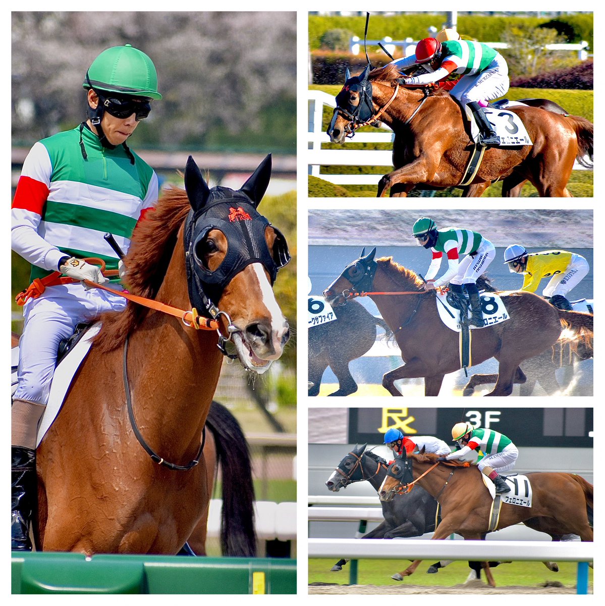 フェロニエールは帰厩まであと少し。リハビリをはじめ、ここまでお稽古よく頑張りました。大柄な仔で鉄砲が利くタイプには見えないのですが、１０か月半ぶりのレースで０秒２差の３着に好走した前走や戦ってきた相手関係を考えると、おそらく現級では力上位なのだと思います。復帰戦が待ち遠しいです🌷