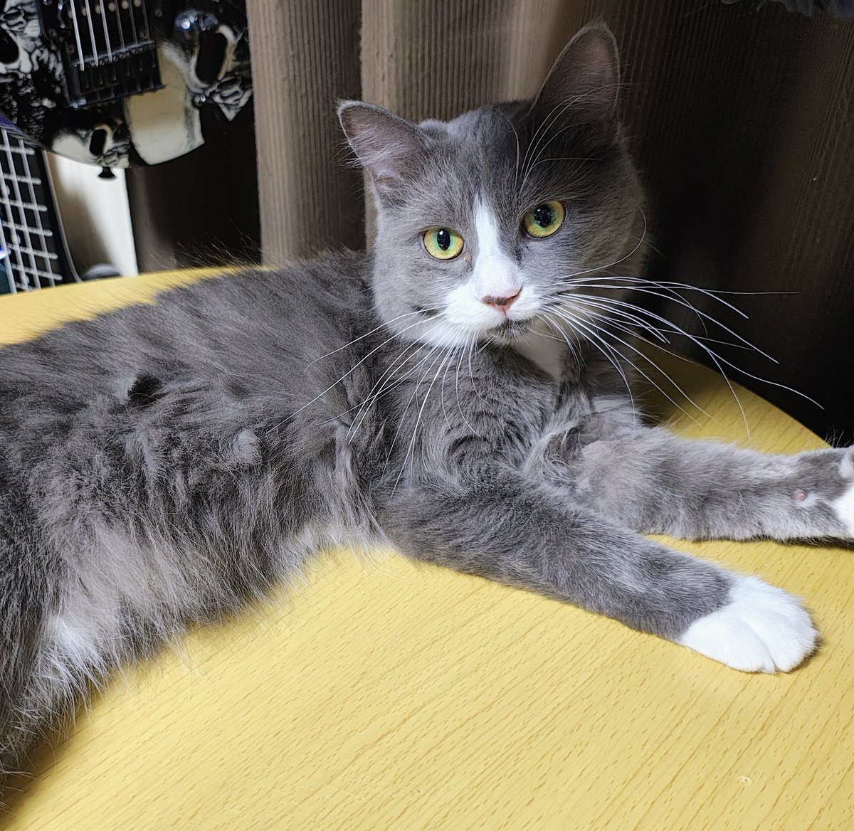 Post by decodecoboo on X: 今日のお猫様🐱