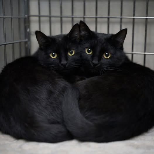 GATTI
impresaoggi.com/it2/2695-gatti/
Domenica scorsa, 18 gennaio 2026, sono passata dal rifugio per portare alcune coperte e dei giochi. Era il primo anniversario della perdita del mio gatto — quello che è stato al mio fianco per 14 anni, prima di andarsene in silenzio. Non ero lì per