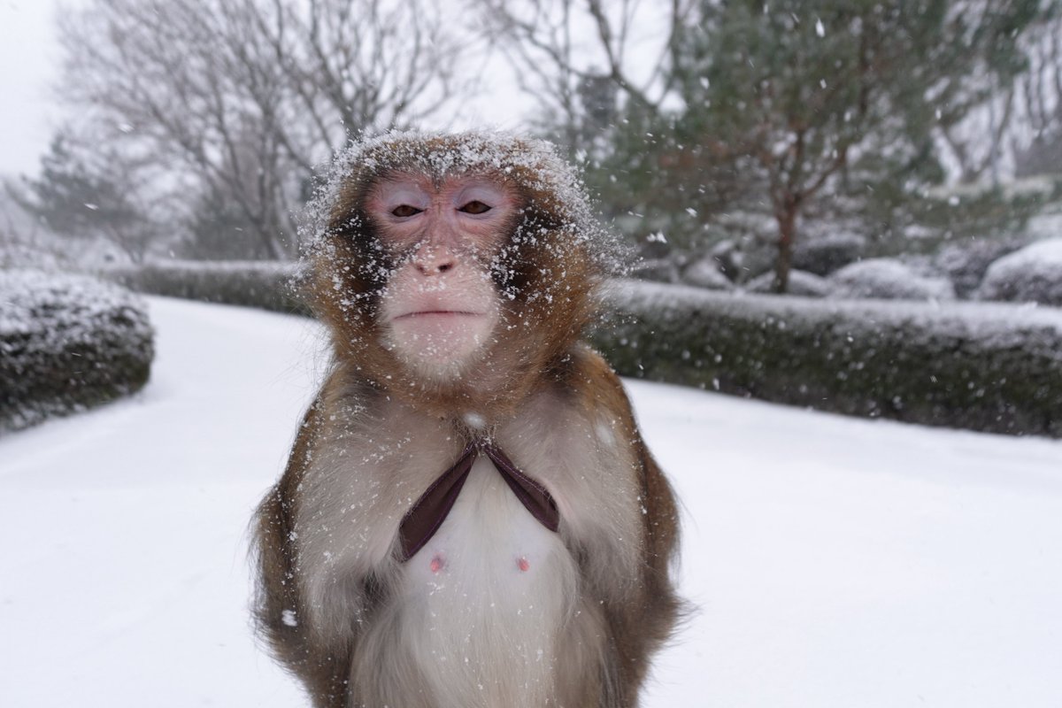 mip（みっぷ） (@mippa_38) on X