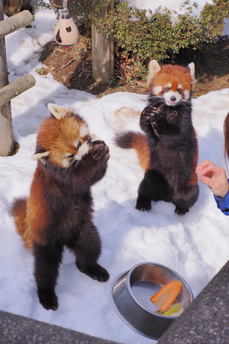 ZAKIexpress's tweet photo. 2026年2月　鯖江市西山動物園
レッサーパンダ
かんた
アケビ https://t.co/EEjNAblO4l