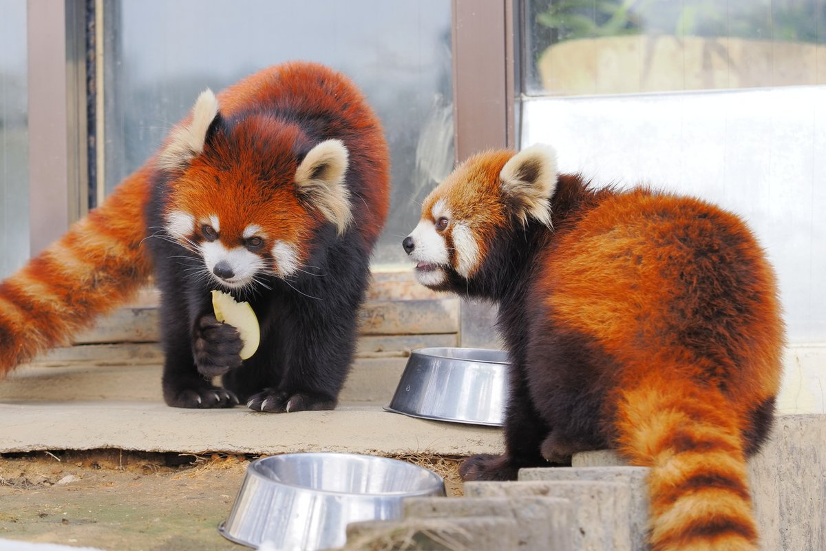 ZAKIexpress's tweet photo. 2026年2月　鯖江市西山動物園
レッサーパンダ
かんた
アケビ https://t.co/EEjNAblO4l