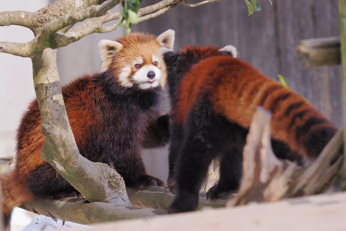 2026年2月　鯖江市西山動物園
レッサーパンダ
かんた
アケビ
