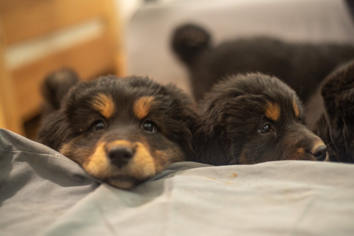 BankharDog's tweet photo. We will be posting puppy portraits every Tuesday
#puppy #bankhar #puppytuesday https://t.co/4fRsFLaS4Q