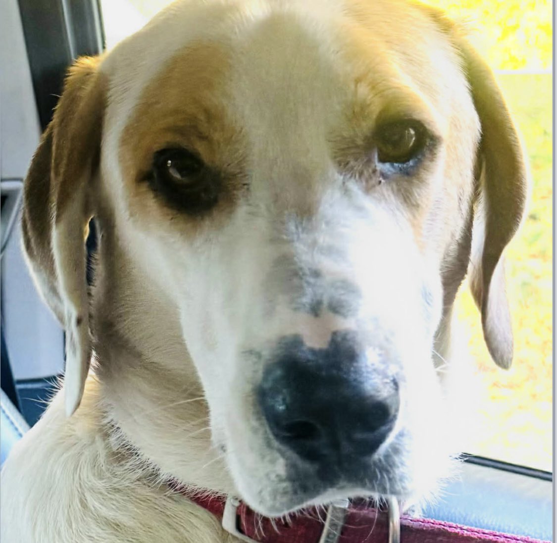 rosiedoc666's tweet photo. BASIL a male #foxhound is missing #bruton #somerset #BA10 8/2/26 

Adult/white and tan 

https://t.co/frCfMyztA6

@somersethour @qu1ncey @juliagarland73 @LisaLisaw1 @BitofDecorum @02031961pat @The_Animal_Team @HelWittman2 https://t.co/AhrF0XCE4P