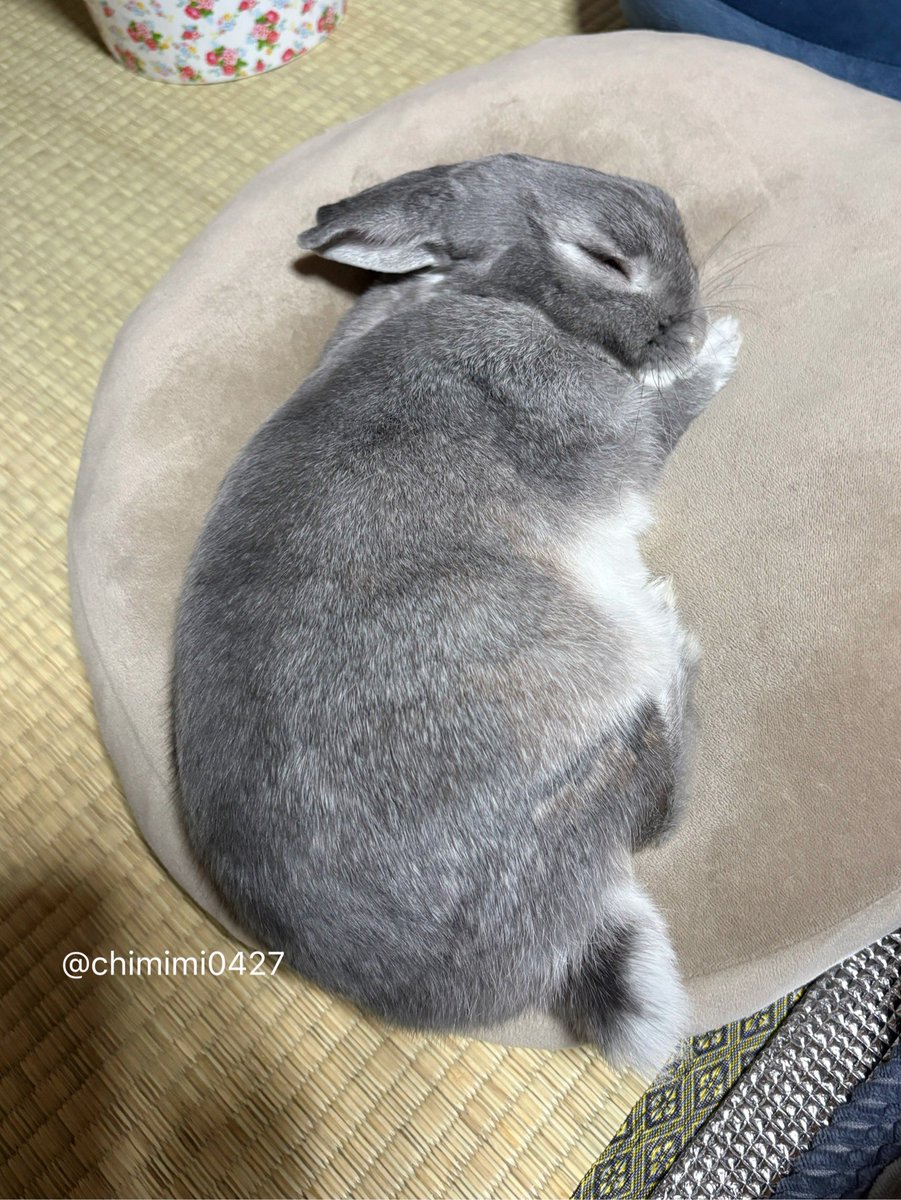 うさぎのちみ🐰🥬 tweet media