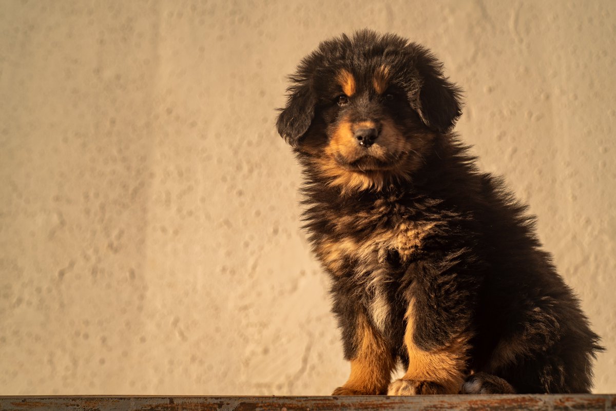 BankharDog's tweet photo. 🥰😘😍
#puppy #bankhar #puppytuesday https://t.co/NmdKkuO14j