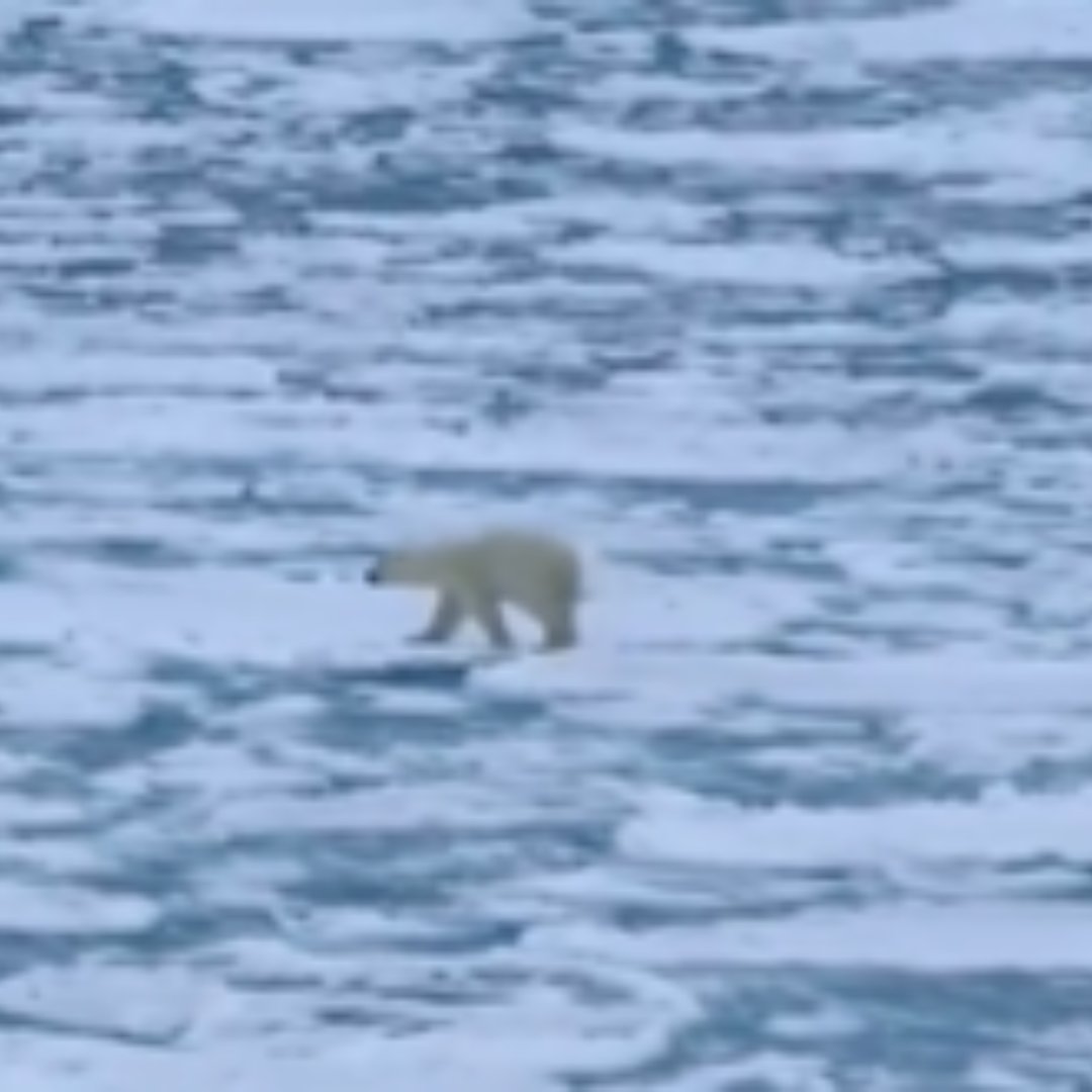 gustavocrypto_'s tweet photo. The Nietzschean $Bear goes weeks without food, just like a lone trader who has to have 100 losses before the 1 meal

2vtYRcawSz65FB1FtaLkrp9dZDGvvXsu1ac7tjSGpump https://t.co/OlsrdU9BtF