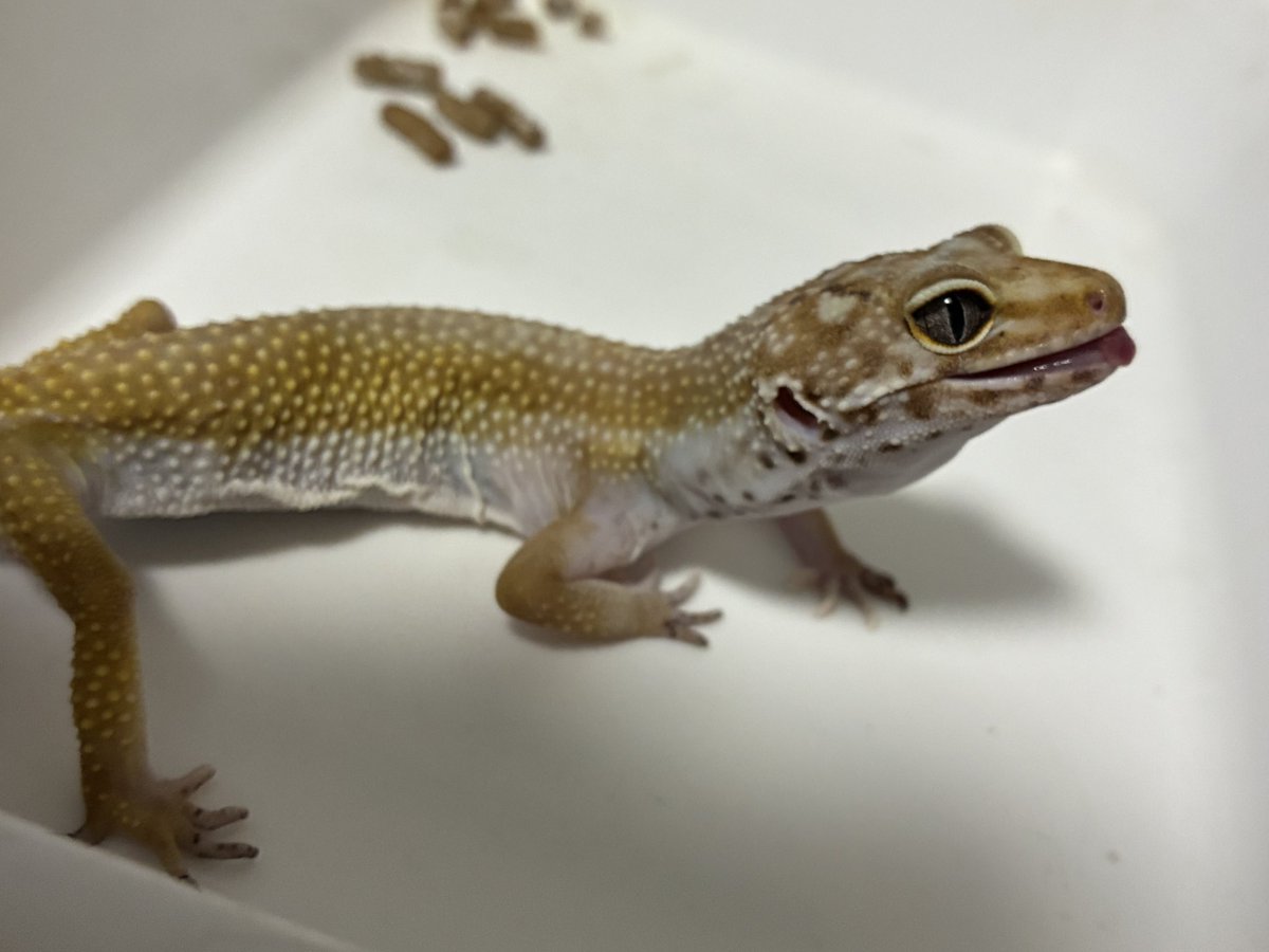 イグアナ tweet media