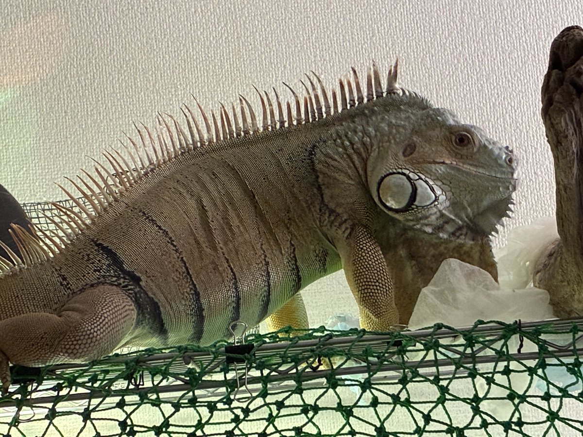 イグアナ tweet media