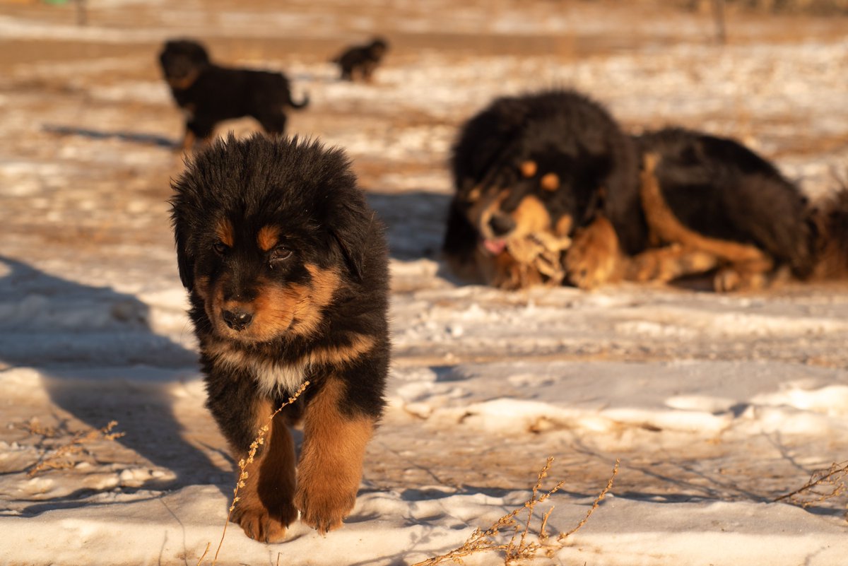 BankharDog's tweet photo. 🥰😘😍
#puppy #bankhar #puppytuesday https://t.co/3iQ36lrjSV