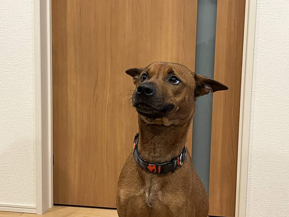 床に落ちてる食べカス盗み食いしたのバレてママにバチギレされてる犬見て