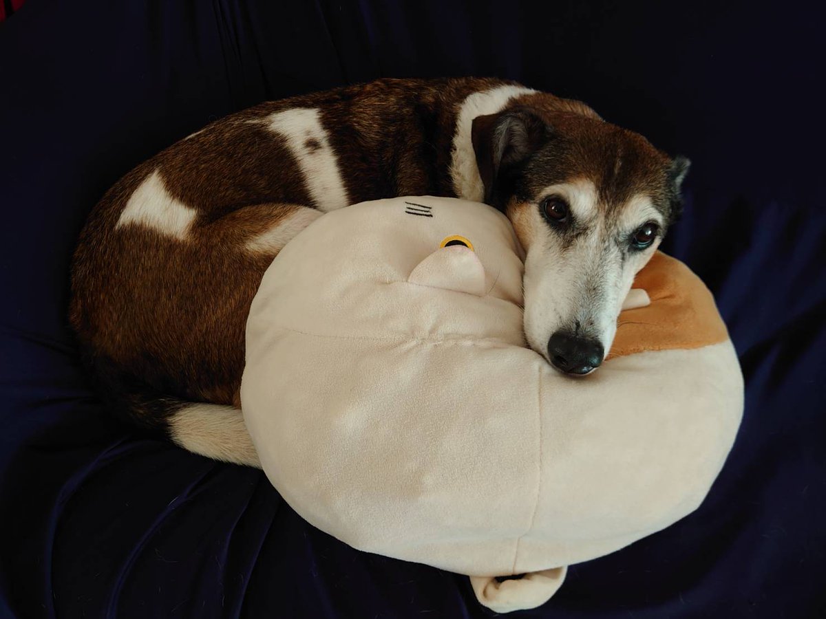 【KPPL募集】

★CoC「ラプラスのクォーター達」

✧募集人数：PL7名、KP1名
✧時期：2027年1月or2月丸々仮押さえ
✧形式：半テキ
✧範囲：FF内‼️同卓経験有りの方優先

リプまたはDMで待ってます🫶
先着ではありません‼️ド未来で申し訳ないがひと月で回りきりたい‼️よろしくお願いします‼️‼️