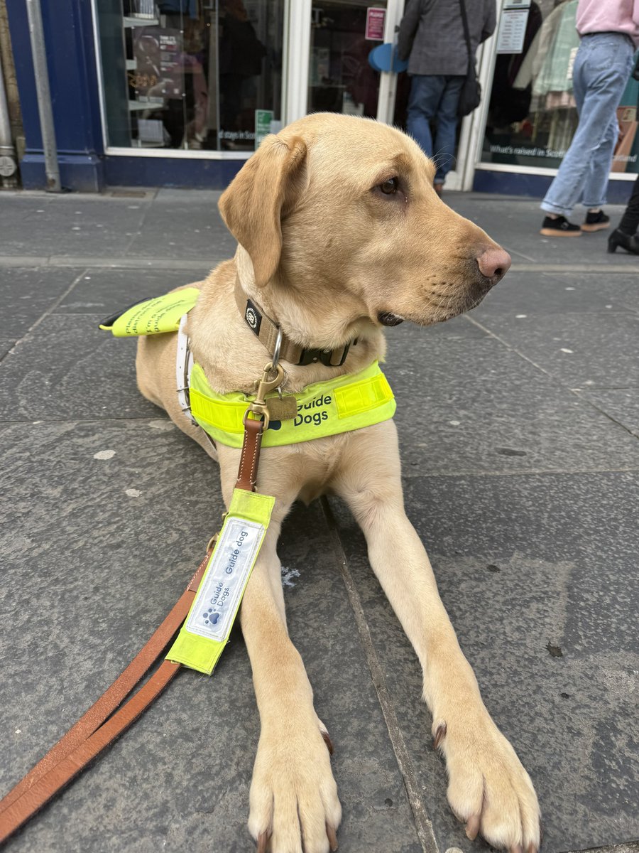 Me, and many other guide dog owners, are still refused access to shops, cafes and taxis on a regular basis despite it being illegal

The law is not fit for purpose as there are rarely any consequences for the offending business