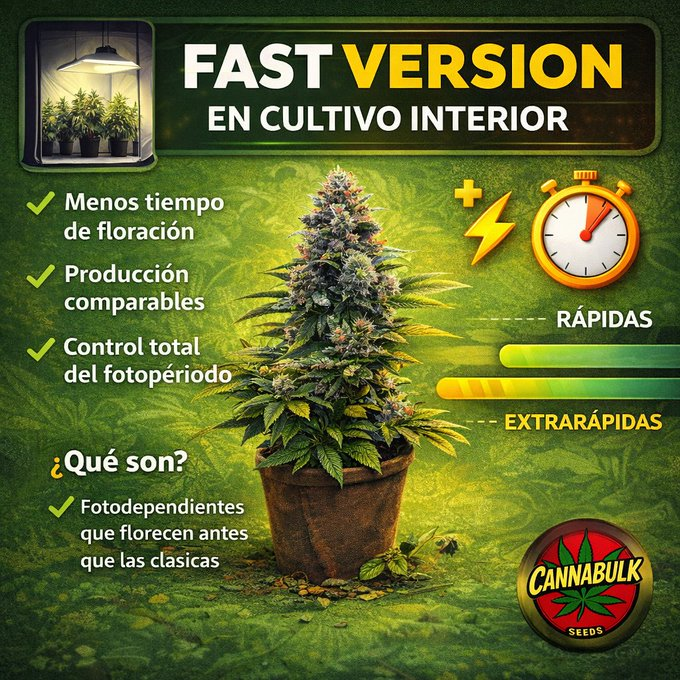 cannabulkseeds's tweet image. Fast Version for indoor growing ⚡🌱

Many growers confuse them with autoflowers, but they’re not the same.

They’re designed to shorten flowering time while keeping photoperiod control.

Are they worth it?
We explain it here 👇
cannabulkseeds.com/semillas-fast-…

#indoorgrow #fastversion